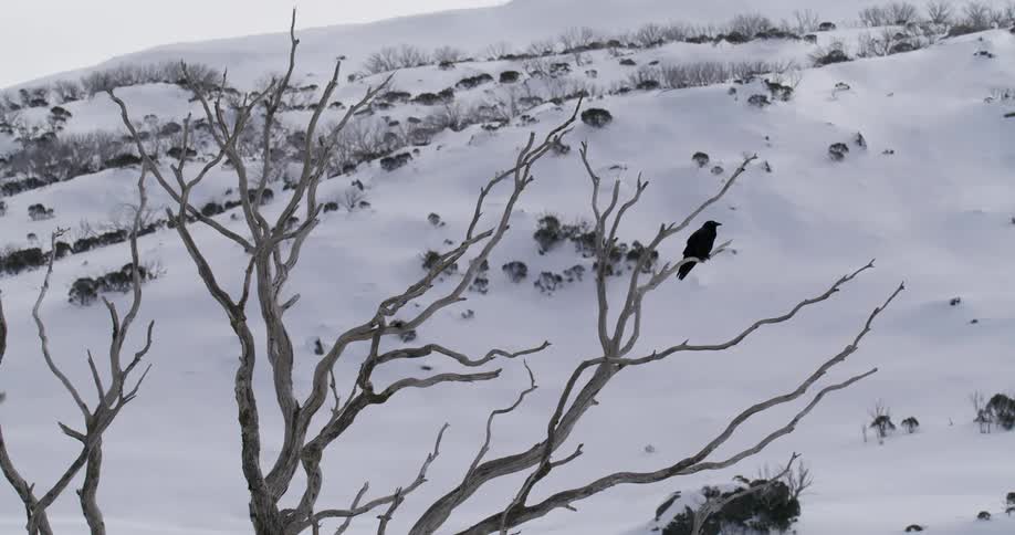 A black bird sitting on a bare tree branch in winter