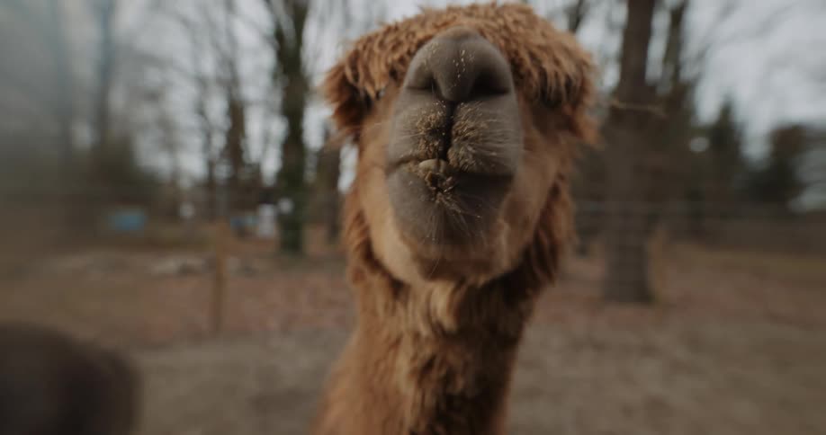 Close up view of a llama eating is displayed