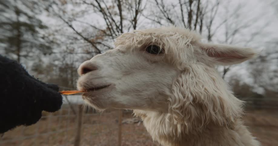 Someone is feed a llama some food outside