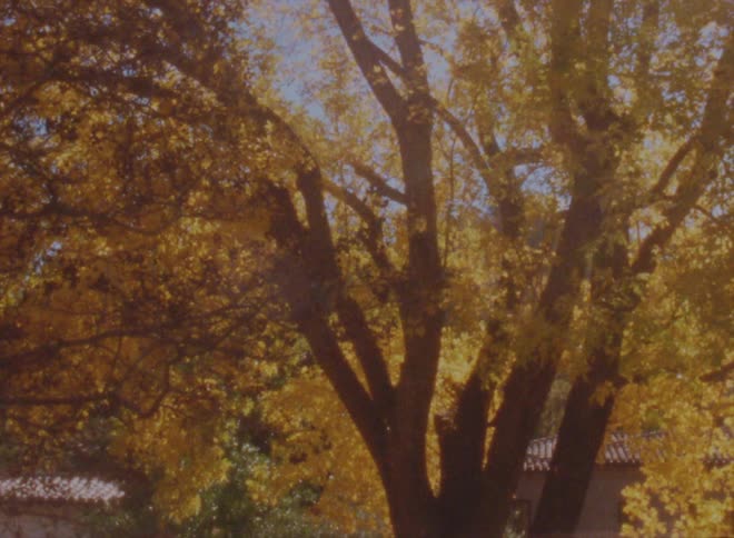 Sunlight shines through the branches of a large tree with yellowing leaves during the day