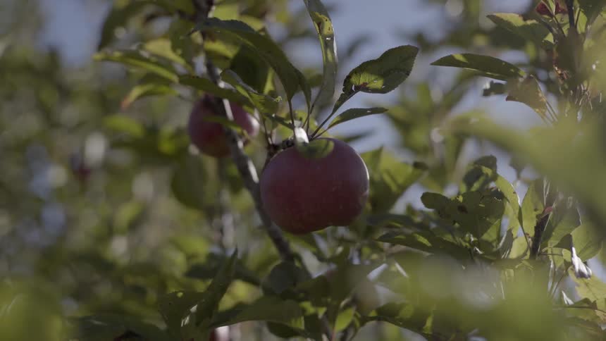 Red apple hanging on a tree branch surrounded by green leaves in an orchard.