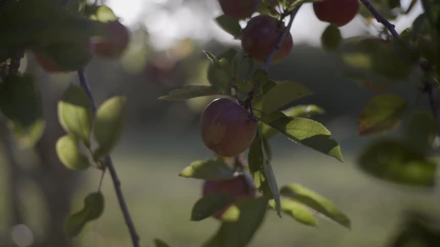 Red apple hanging on a tree branch surrounded by green leaves in an orchard.