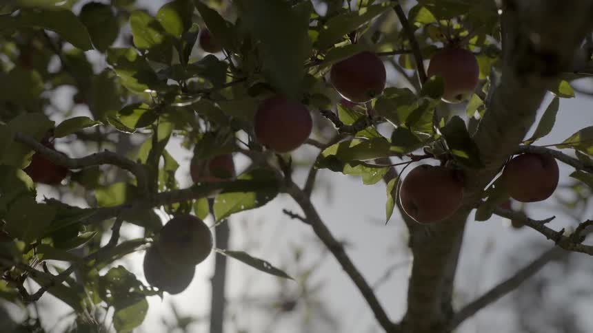 Several ripe red apples grow on a branch in a beautiful and lush orchard.
