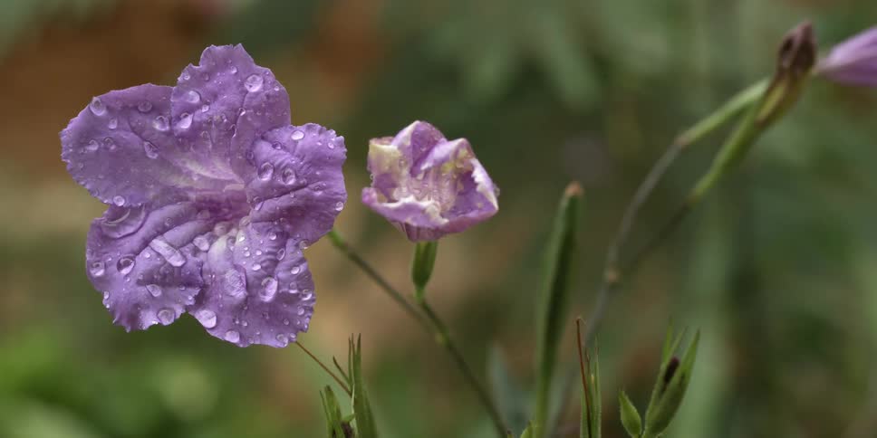 Water droplets cover lavender flowers as they move in the breeze