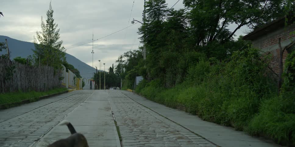 Dog walking down an empty road on a small town at evening