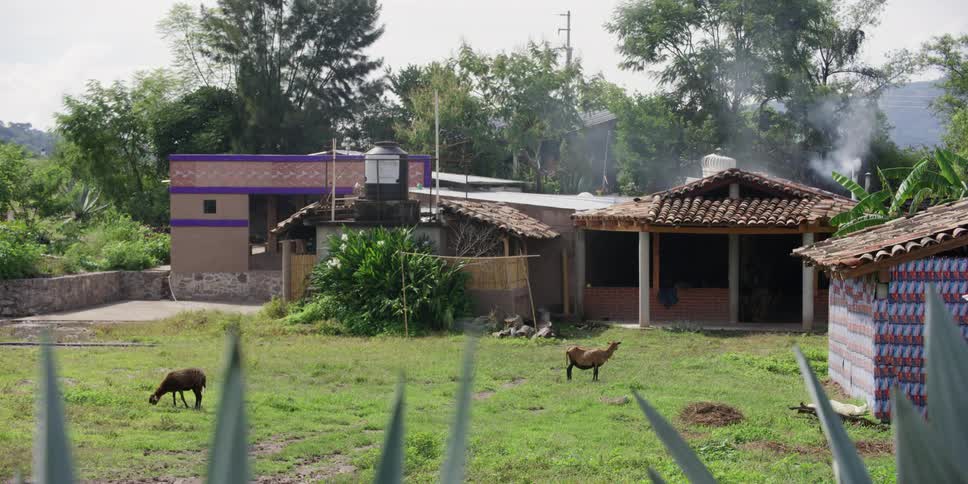 A pair of goats graze in the yard of a village house during the day