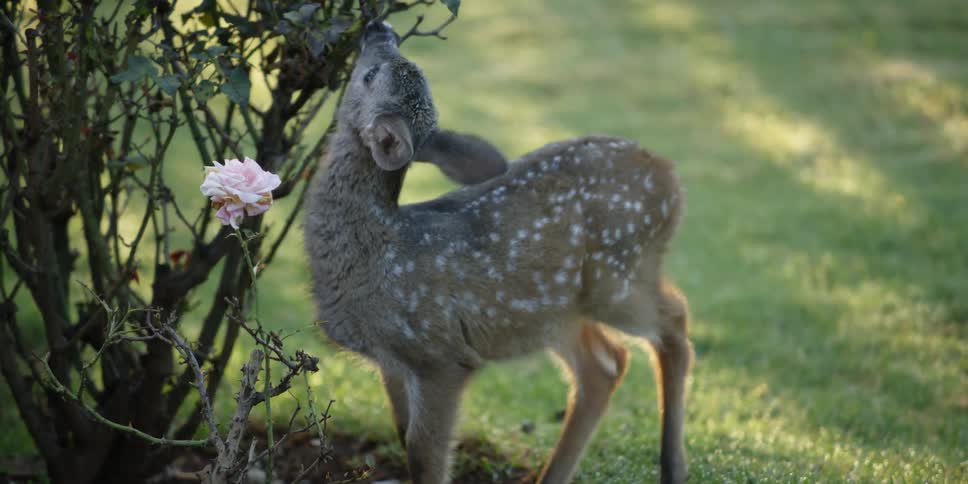 Fawn stands near a pink rose on the lawn at morning