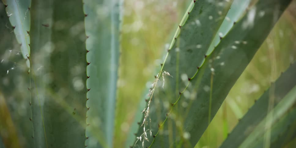 Close up of the thick leaves of agave plants in the countryside