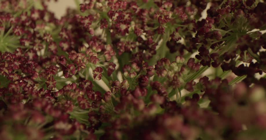 Close up view of flowers during the spring is displayed