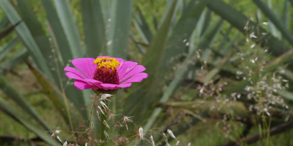 The sun shines on a pink flower as it moves in the breeze