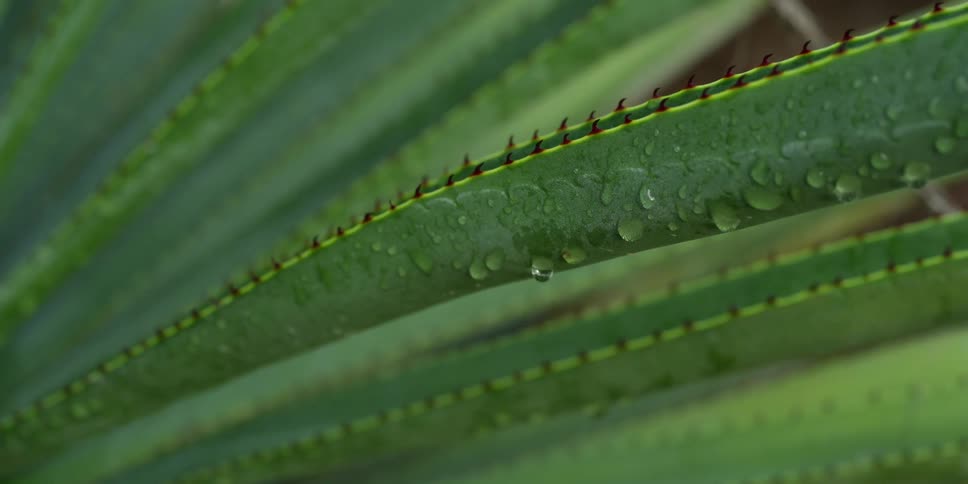 Water drops cling to long thorn lined leaves