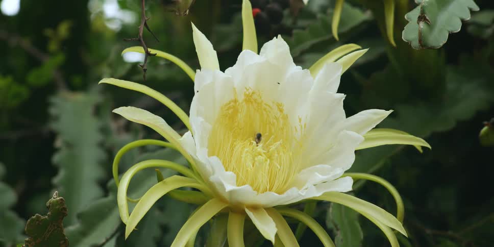 Bee pollinating a white and yellow flower outdoors
