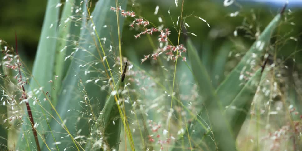 The sun shines upon plants and weeds moving in the breeze as an insect flies by