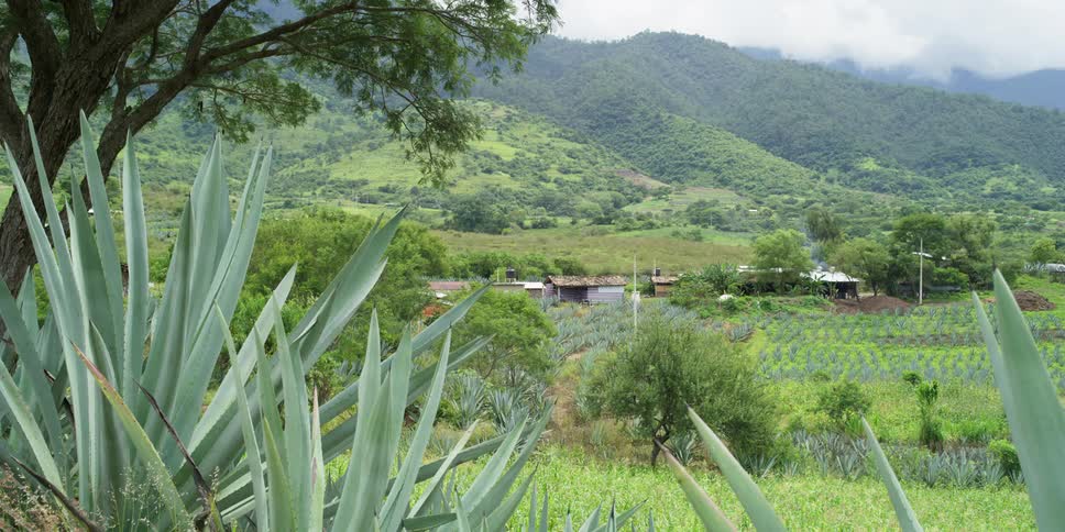 Green crops growing on a small farm in the valley between mountains