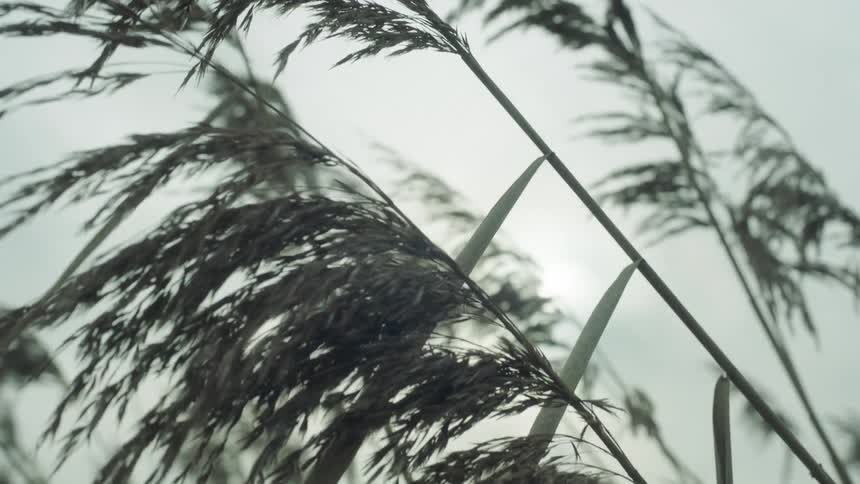 Close up view of grass outdoors is displayed