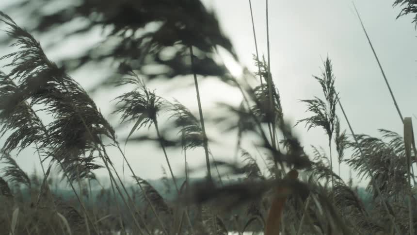 Reeds on the coast of a lake gently waving in the wind