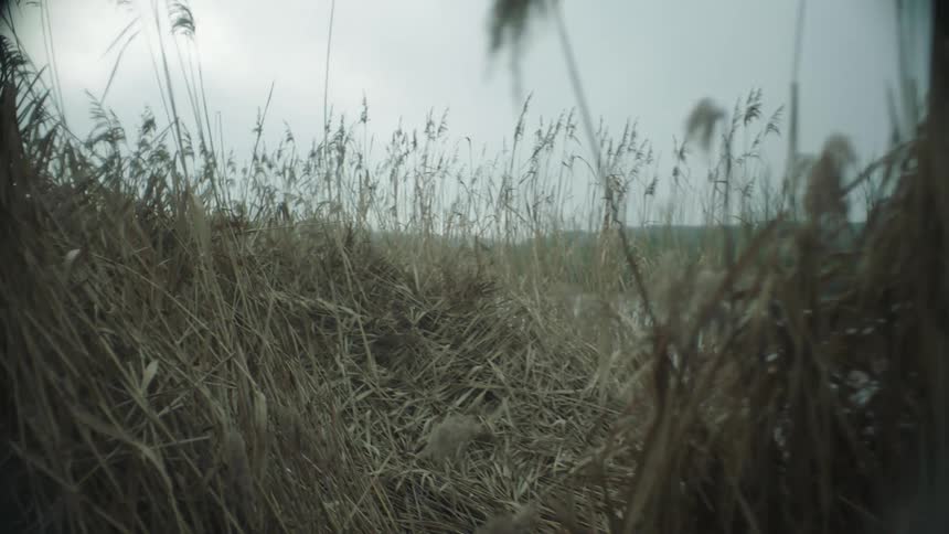 The camera moves forward through long grass before stopping at a river