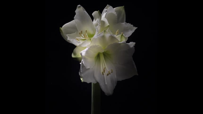 Timelapse shot of a white flower blossoming in slow motion against black background