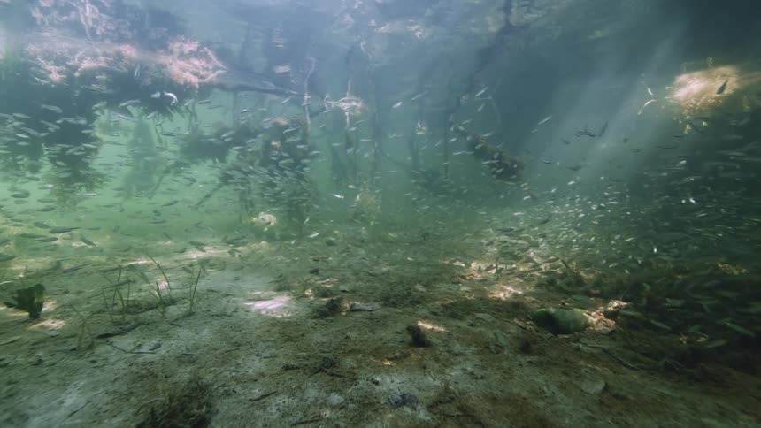 Roots of trees and schools of fish swimming underwater in the mangroves