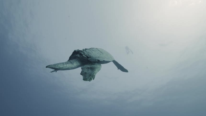 A turtle swims underwater