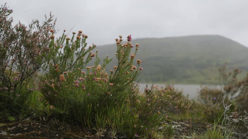 Plants with flowers are swaying in the wind in the mountains