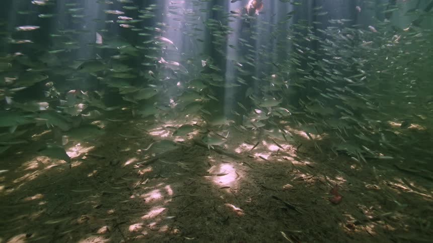 Large school of fish swim around posts on seafloor