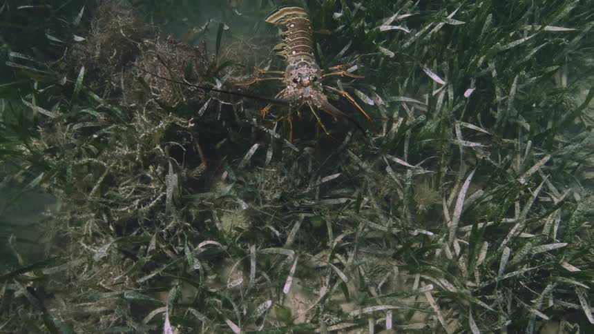 Lobster swimming through seagrass in the ocean floor