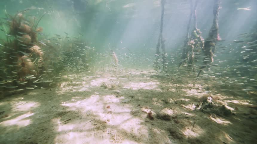 Fishing swimming under water in the ocean