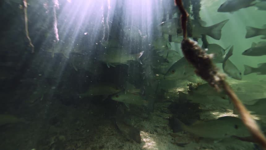 A school of fish swimming near kelp with sun rays