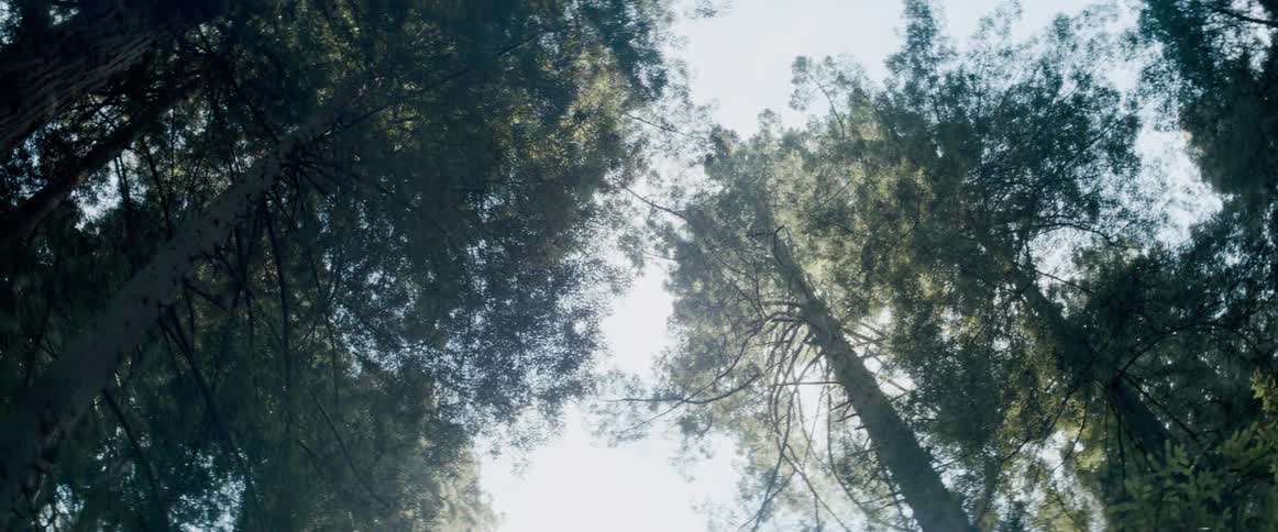 The tops of trees in a forest