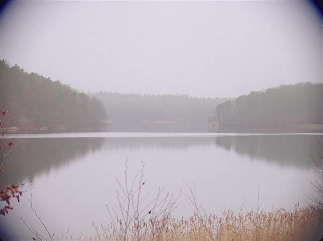 Plants grow on the shore of a lake and the forest on the other side reflects on the water