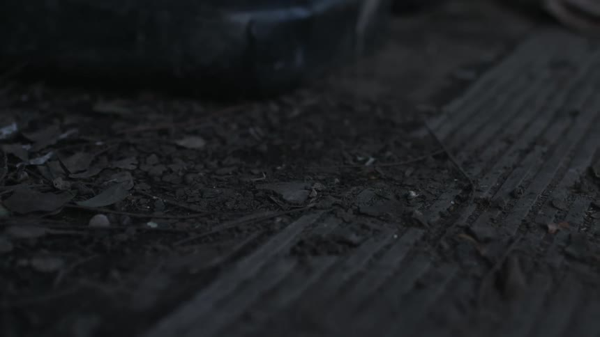 A view of a wood and dirt outdoors