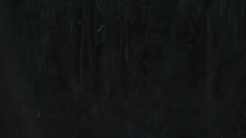 A man is walking through trees in a dark forest