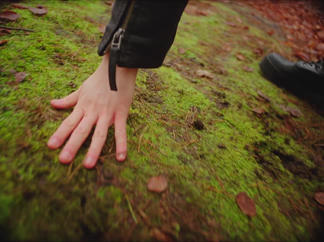 A man rubbing moss in the forest
