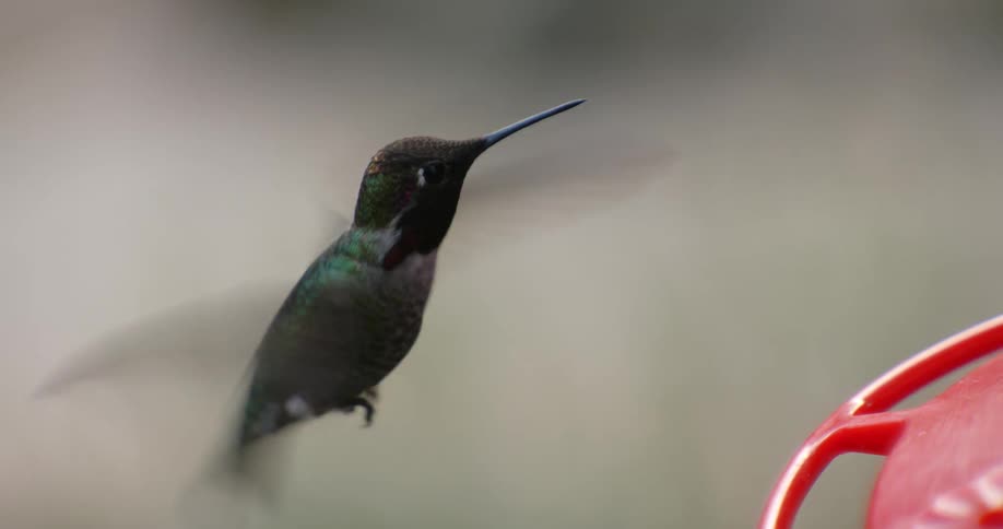 Annas hummingbird hovering