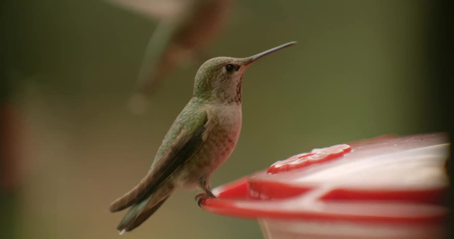 Green hummingbirds fly and hover