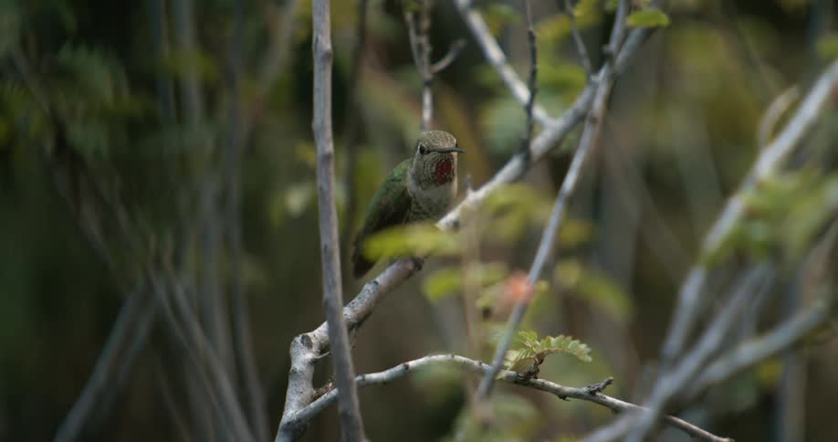 Hummingbirds fly branch to branch