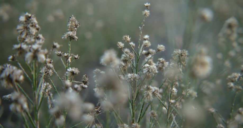 Plants with clumps of small white petaled flowers grow closely together in field