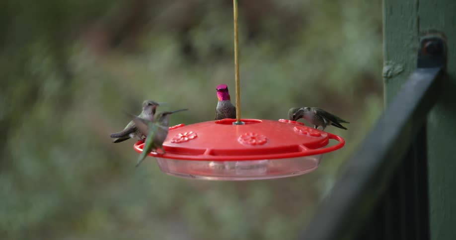Hummingbirds plunge their beaks on a feeder hanging outdoors