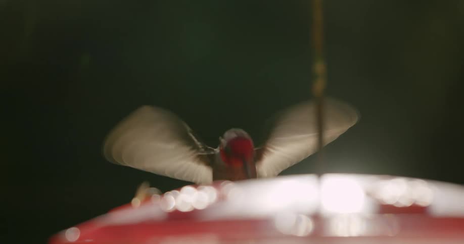 Hummingbird hovering and flying