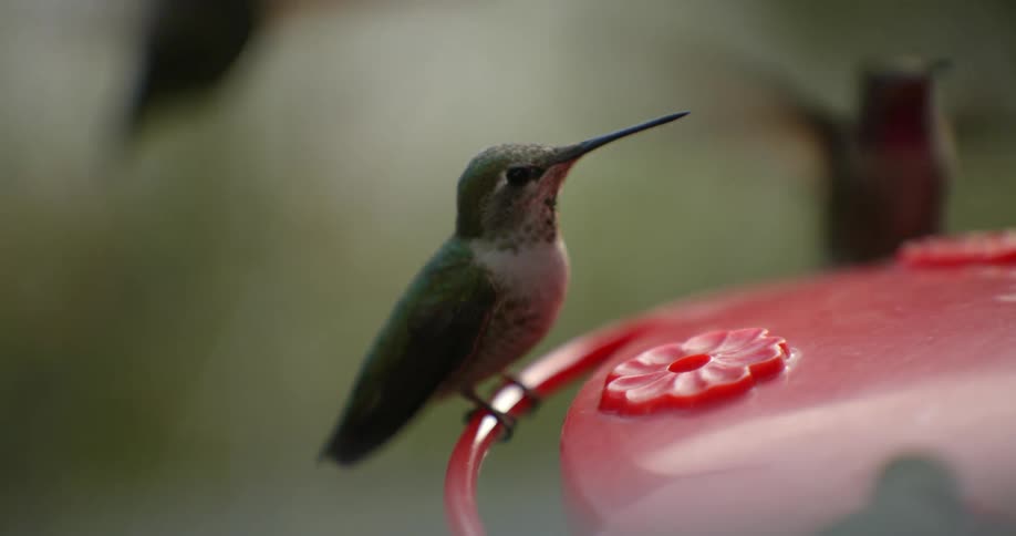 Hummingbirds perch on red bird feeder