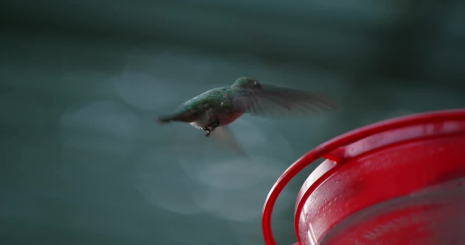 Hummingbird flying and hovering