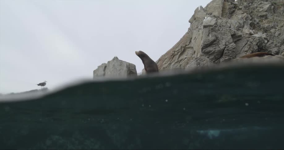 A seal sits on the rocks