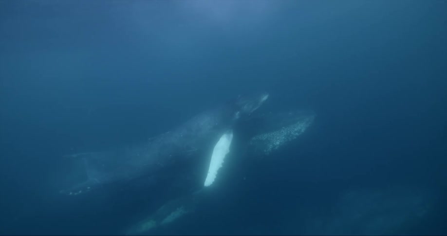 Whales swimming under water
