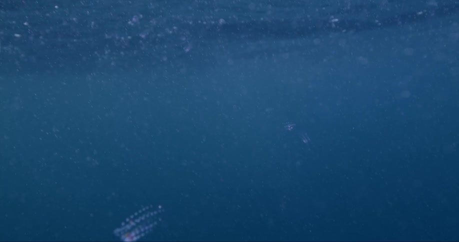 Air bubbles are rising to the surface as clear objects float and move underwater