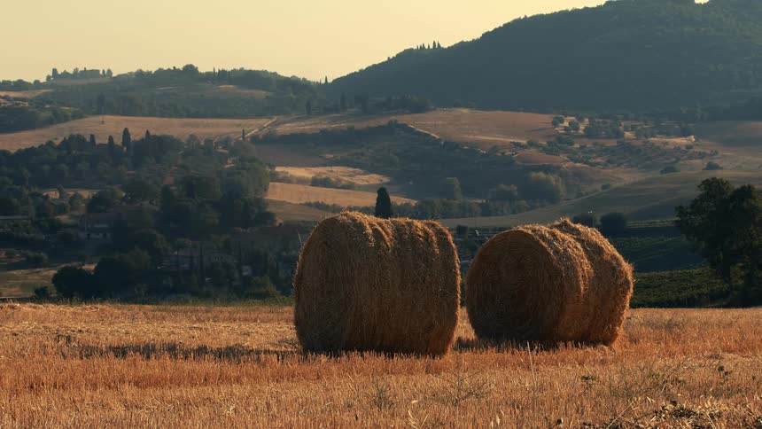 Rolls of hay are on the field