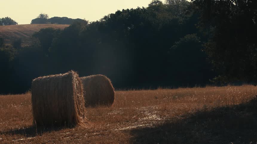 Round bales of hay sit in a field with trees and a hill in the distance