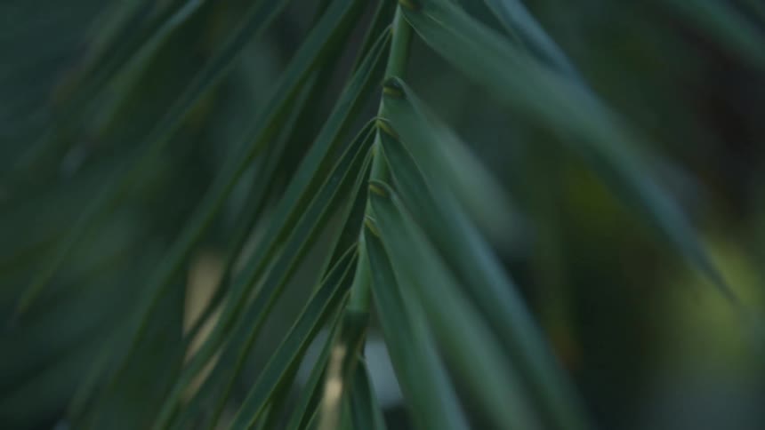 Close up of green palm branch
