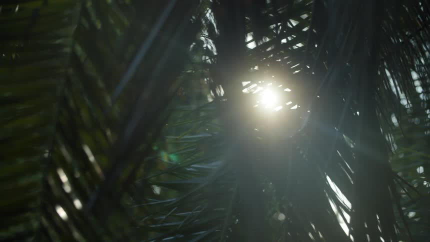 The sun is shining brightly through the leaves of palm trees