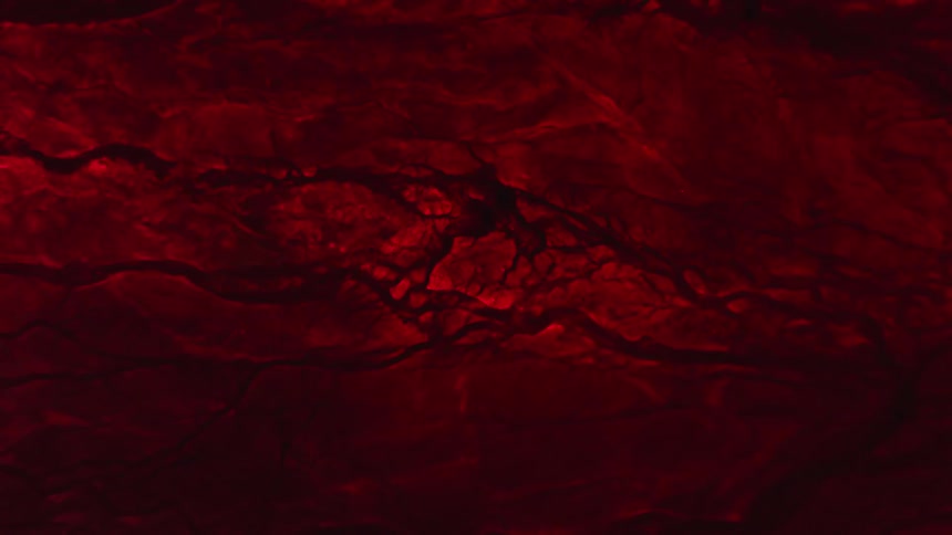 Abstract footage of red liquid flowing